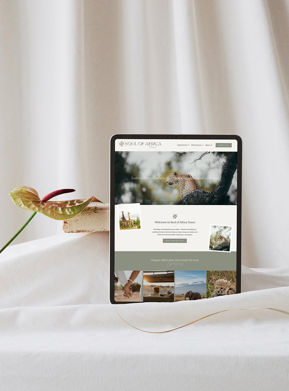 Soul of Africa WordPress Web Design Transformation